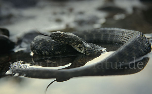 Würfelnatter (Natrix tesselata)