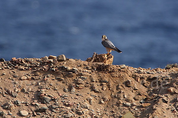 Wüstenfalke (Falco pelegrinoides)