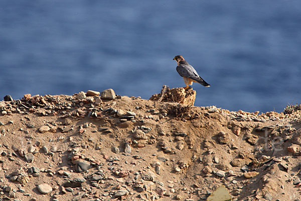 Wüstenfalke (Falco pelegrinoides)