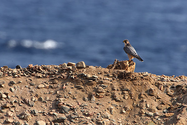 Wüstenfalke (Falco pelegrinoides)