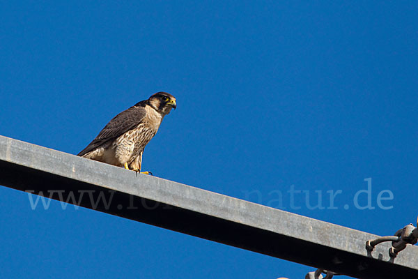 Wüstenfalke (Falco pelegrinoides)