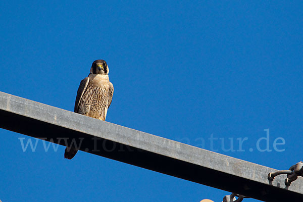 Wüstenfalke (Falco pelegrinoides)