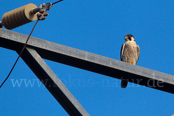 Wüstenfalke (Falco pelegrinoides)