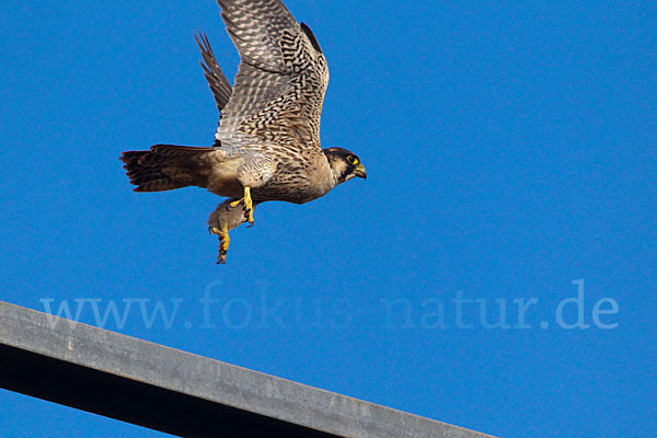 Wüstenfalke (Falco pelegrinoides)