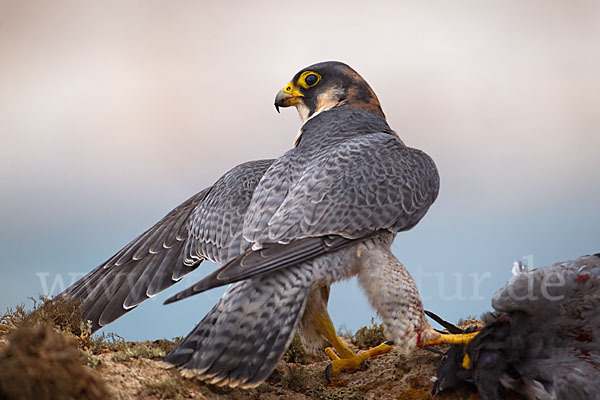 Wüstenfalke (Falco pelegrinoides)