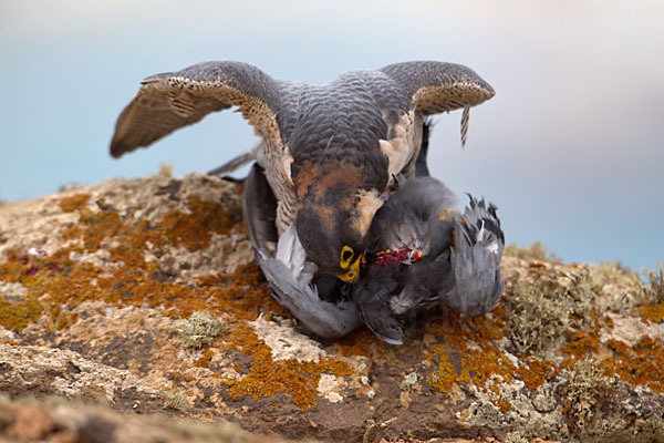 Wüstenfalke (Falco pelegrinoides)