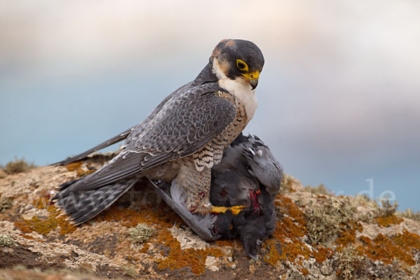 Wüstenfalke (Falco pelegrinoides)