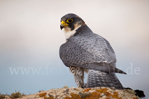 Wüstenfalke (Falco pelegrinoides)