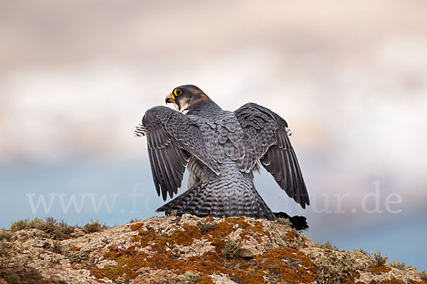 Wüstenfalke (Falco pelegrinoides)