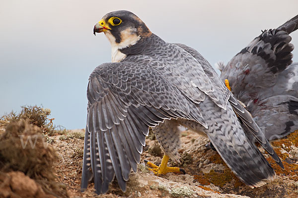 Wüstenfalke (Falco pelegrinoides)