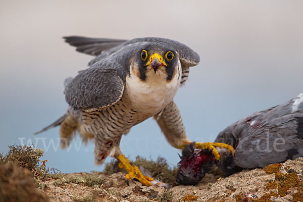 Wüstenfalke (Falco pelegrinoides)