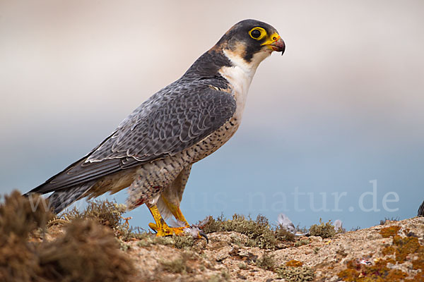 Wüstenfalke (Falco pelegrinoides)