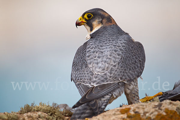 Wüstenfalke (Falco pelegrinoides)