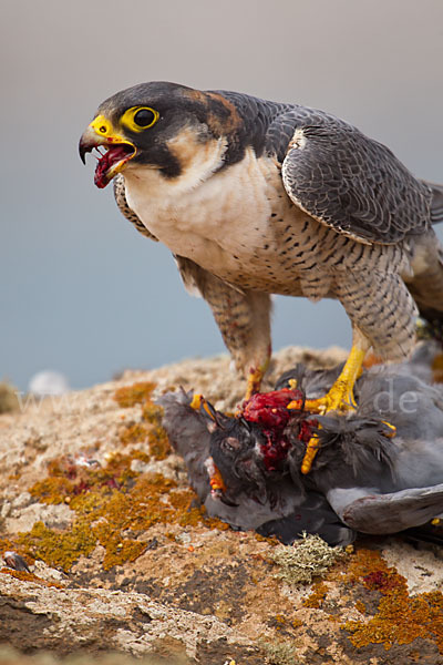 Wüstenfalke (Falco pelegrinoides)