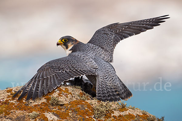 Wüstenfalke (Falco pelegrinoides)