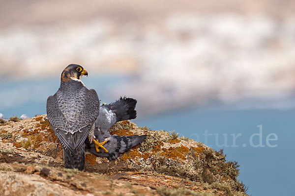 Wüstenfalke (Falco pelegrinoides)