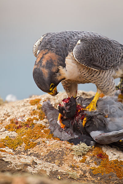 Wüstenfalke (Falco pelegrinoides)