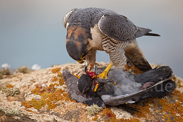 Wüstenfalke (Falco pelegrinoides)