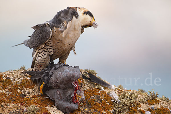 Wüstenfalke (Falco pelegrinoides)