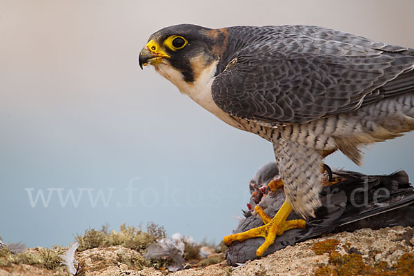 Wüstenfalke (Falco pelegrinoides)