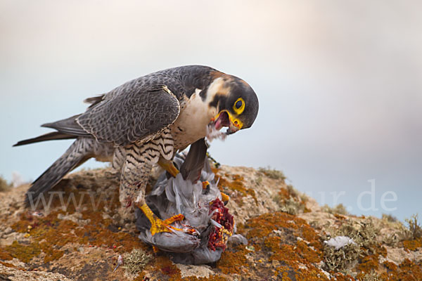 Wüstenfalke (Falco pelegrinoides)