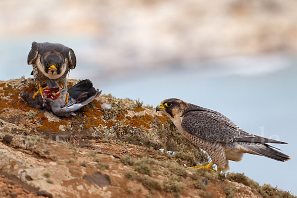 Wüstenfalke (Falco pelegrinoides)