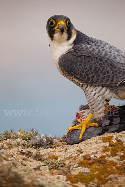 Wüstenfalke (Falco pelegrinoides)