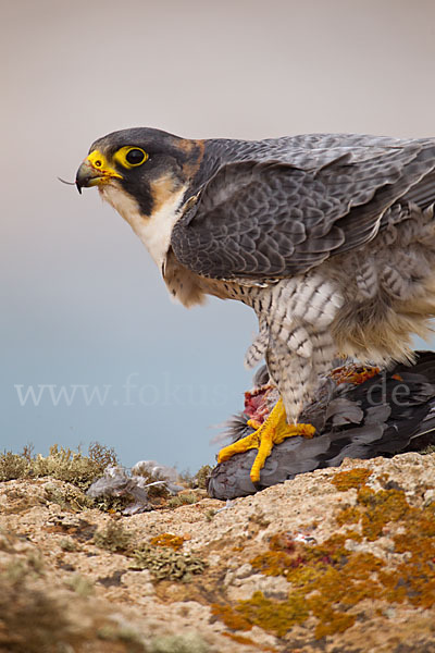 Wüstenfalke (Falco pelegrinoides)