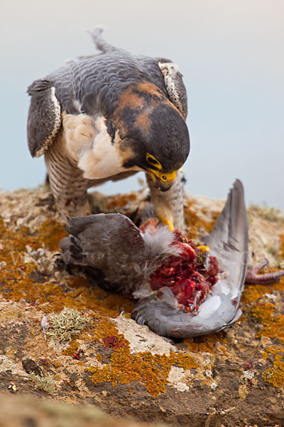 Wüstenfalke (Falco pelegrinoides)