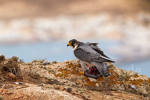 Wüstenfalke (Falco pelegrinoides)