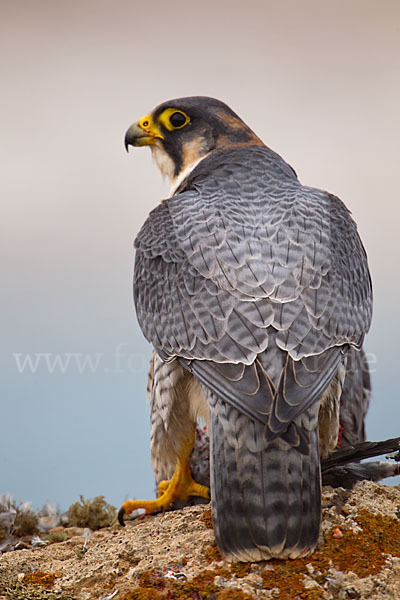 Wüstenfalke (Falco pelegrinoides)