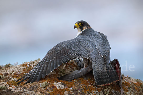 Wüstenfalke (Falco pelegrinoides)