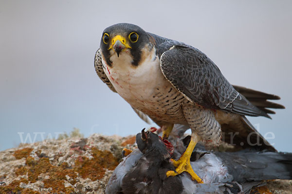 Wüstenfalke (Falco pelegrinoides)