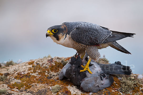 Wüstenfalke (Falco pelegrinoides)