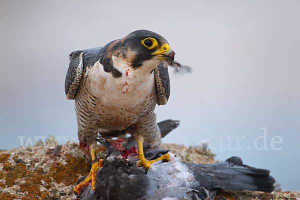 Wüstenfalke (Falco pelegrinoides)