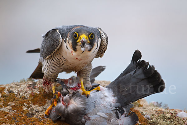 Wüstenfalke (Falco pelegrinoides)