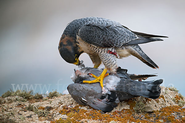 Wüstenfalke (Falco pelegrinoides)