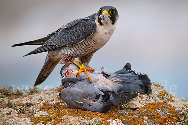 Wüstenfalke (Falco pelegrinoides)