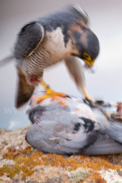 Wüstenfalke (Falco pelegrinoides)