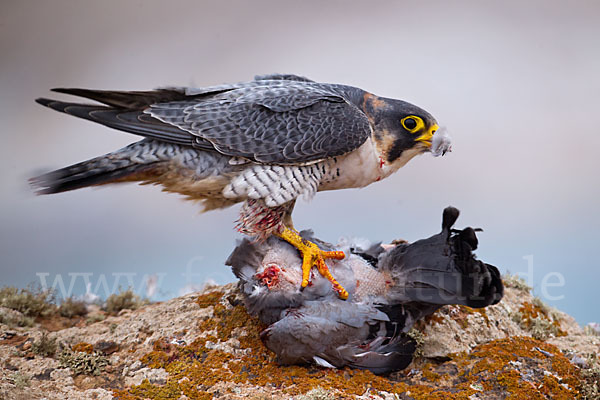 Wüstenfalke (Falco pelegrinoides)