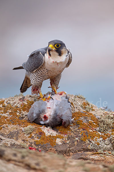 Wüstenfalke (Falco pelegrinoides)