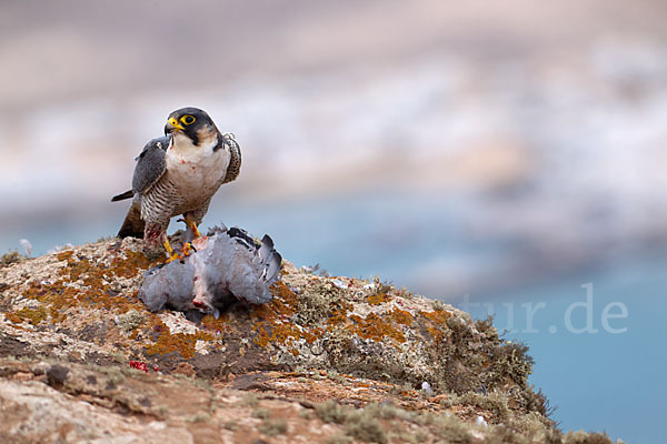 Wüstenfalke (Falco pelegrinoides)