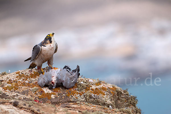 Wüstenfalke (Falco pelegrinoides)