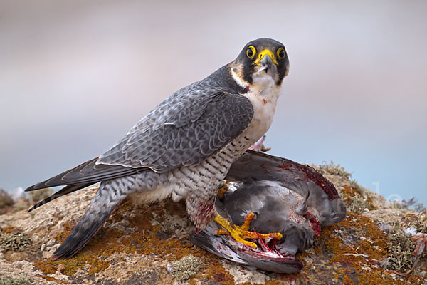 Wüstenfalke (Falco pelegrinoides)