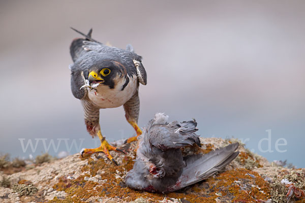 Wüstenfalke (Falco pelegrinoides)