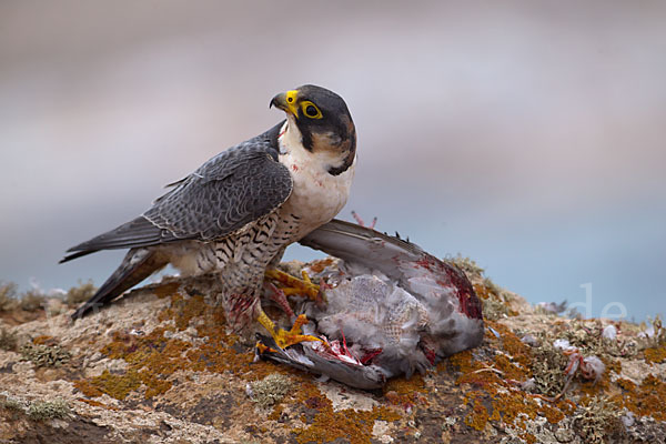 Wüstenfalke (Falco pelegrinoides)