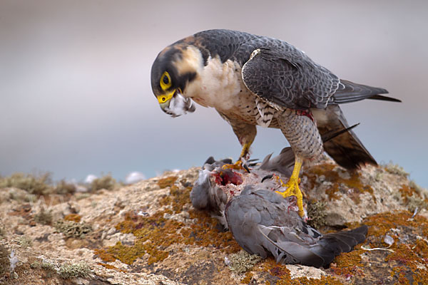 Wüstenfalke (Falco pelegrinoides)