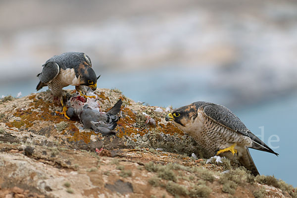 Wüstenfalke (Falco pelegrinoides)