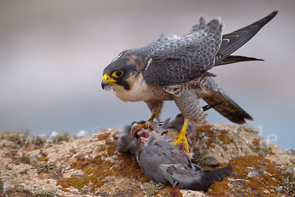 Wüstenfalke (Falco pelegrinoides)