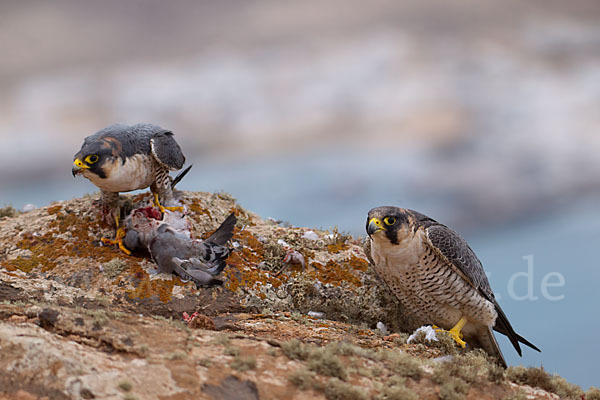 Wüstenfalke (Falco pelegrinoides)